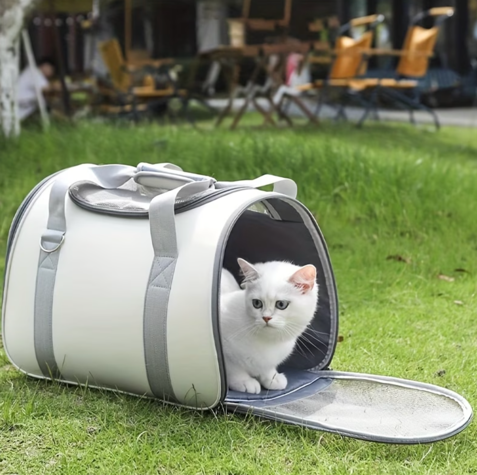 Pawtote